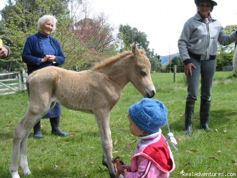 Horseback riding holidays in New Zealand | Image #3/5 | 