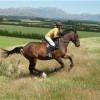 Horse riding lessons and trekking at Kowhai Great farm trekking