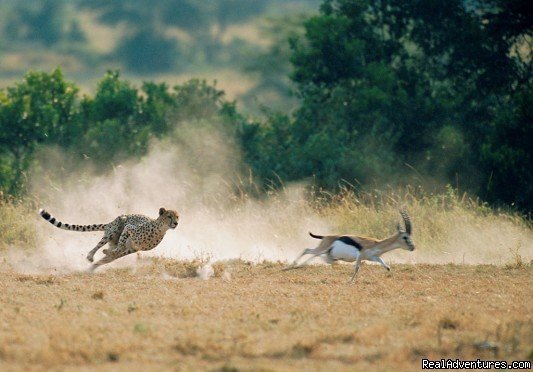Its dinner time; let the hunt begin | Maasai Mara Wildebeest Migration Safari | Nairobi, Kenya | Wildlife & Safari Tours | Image #1/1 | 