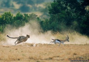 Maasai Mara Wildebeest Migration Safari | Nairobi, Kenya | Wildlife & Safari Tours