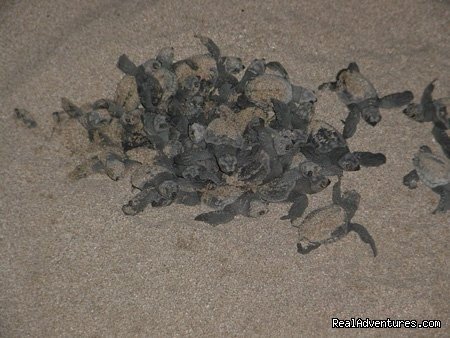Turtles hatching | Beachfront vacation rentals, San Juan del Sur | Image #22/25 | 