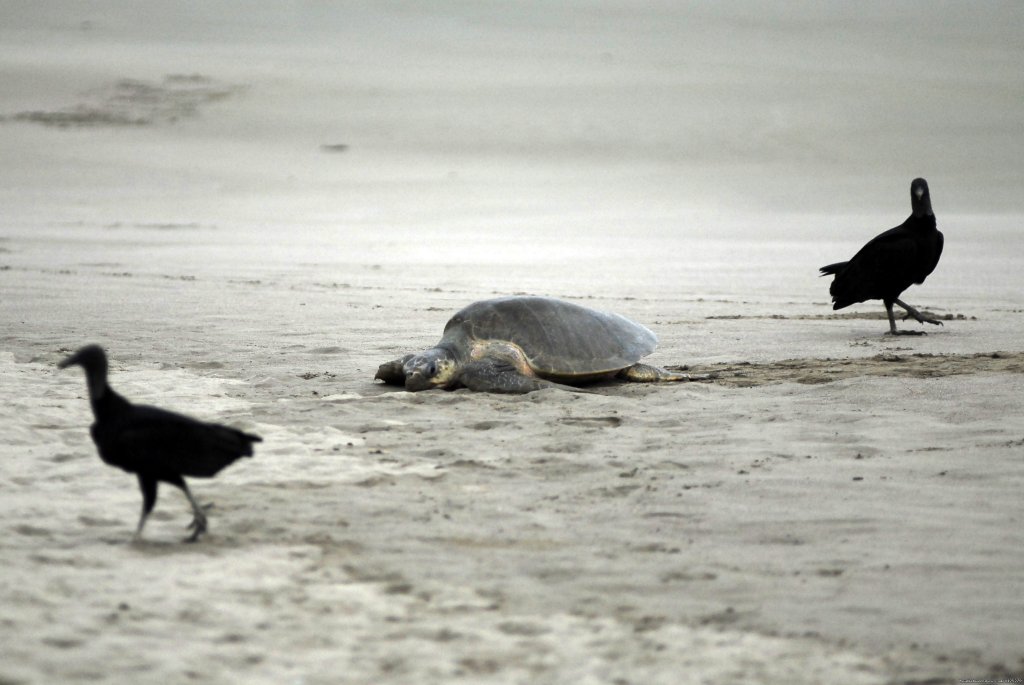 Turtle Nesting | Beachfront vacation rentals, San Juan del Sur | Image #24/25 | 