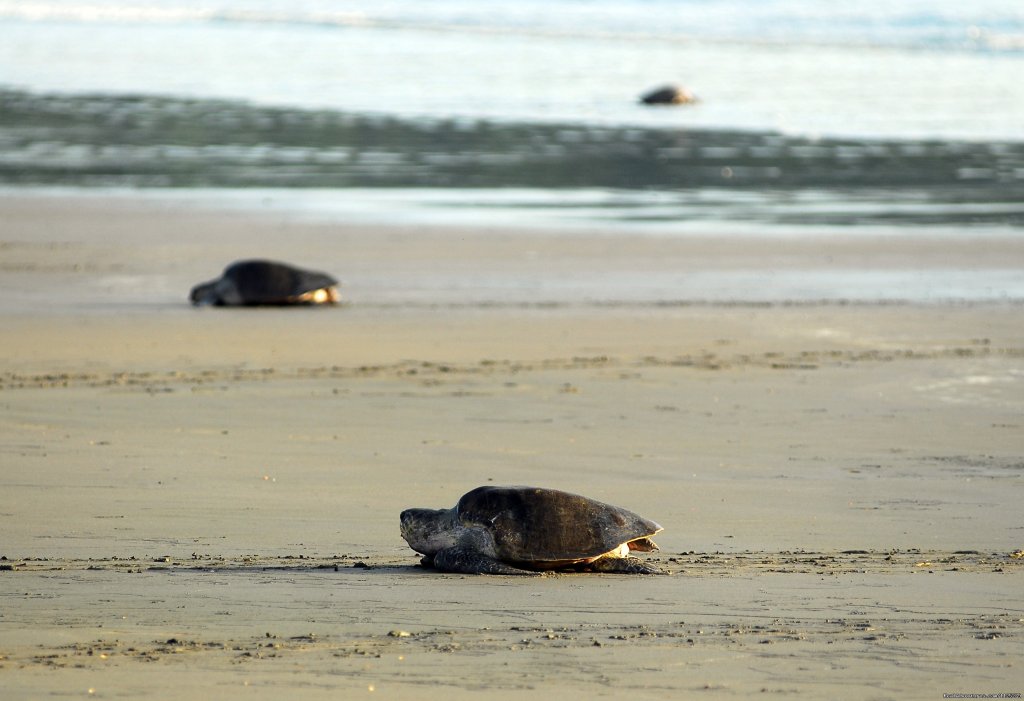 Turtle Nesting | Beachfront vacation rentals, San Juan del Sur | Image #25/25 | 