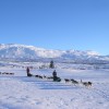 Dogsledding in remote nationalpark Dogsledding in remote nationalpark
