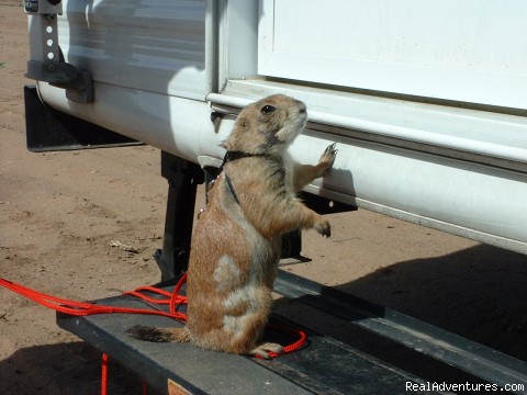 Wild West Getaways At Rusty's RV Ranch: Pet Friendly all kinds