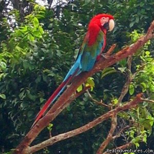 Birdwatching tours in Guyana | Coastal Plain, Guyana Birdwatching | Great Vacations & Exciting Destinations