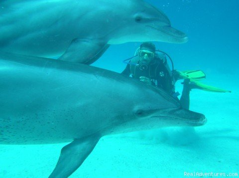 Even dolphins like to dive with us! Join