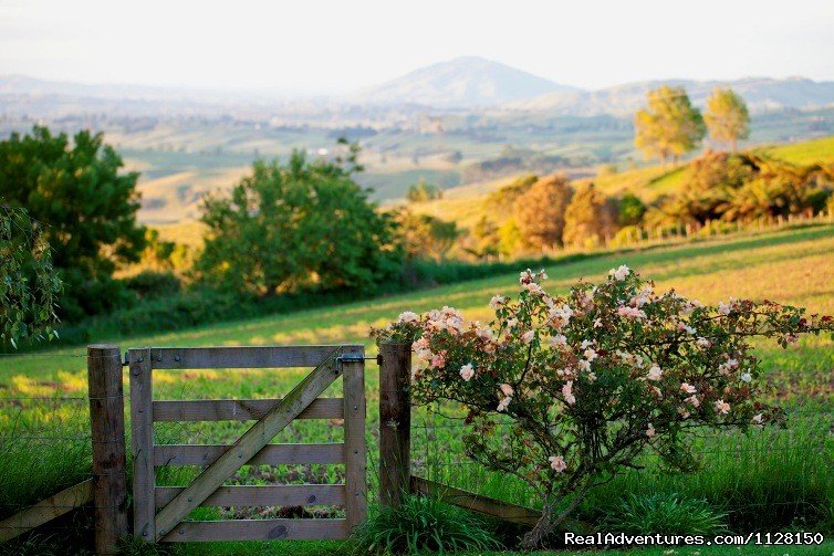 Golden evening views from Kamahi Cottage | Romantic NZ country cottage: 5-Star B&B  Waitomo | Image #7/15 | 