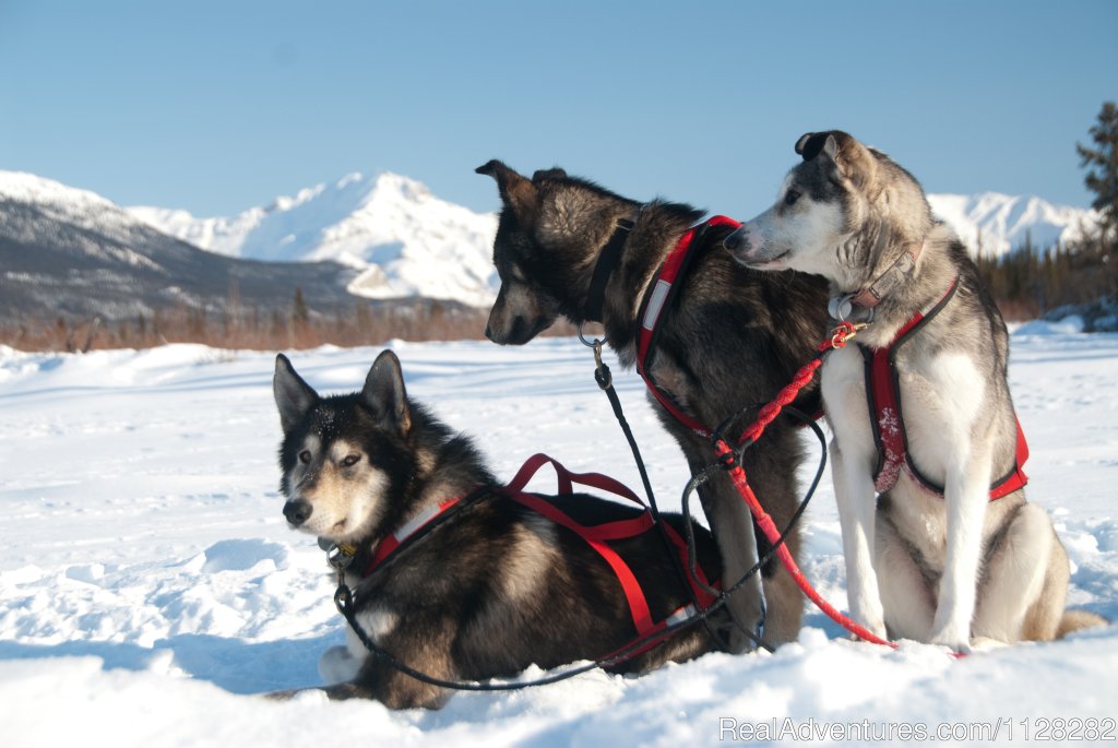 The Dogs | Alaska Brooks Range Dog Sledding Tours | Image #7/14 | 