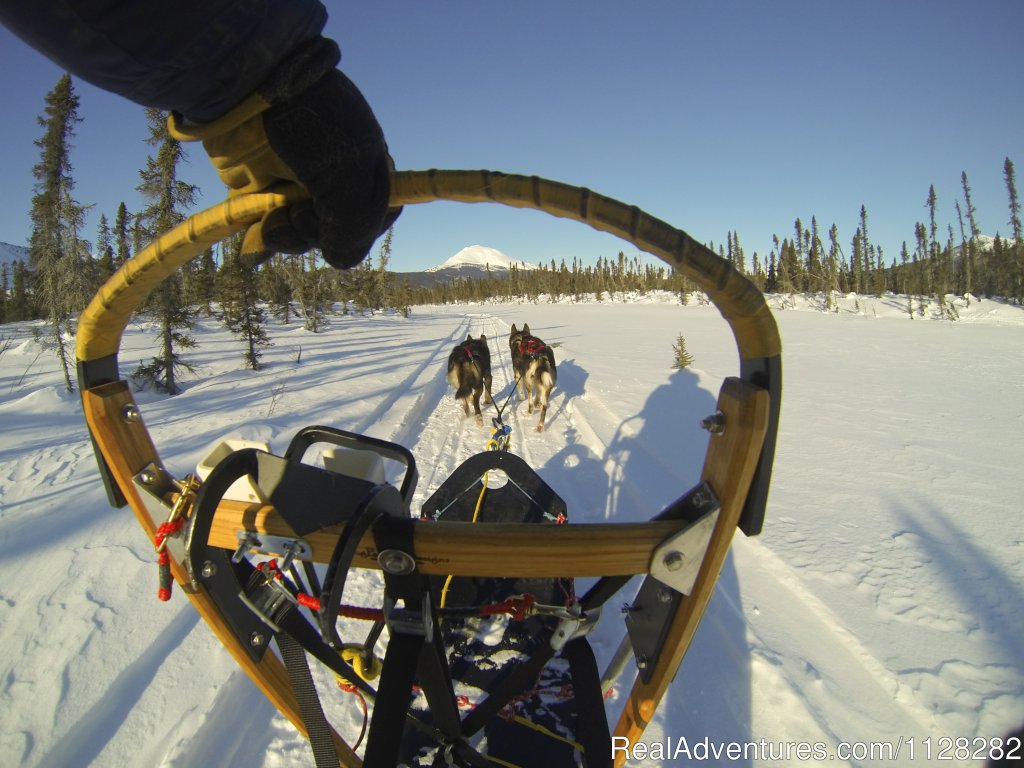 Run your own team | Alaska Brooks Range Dog Sledding Tours | Image #6/14 | 