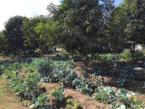 The Mango And Vegetable Garden