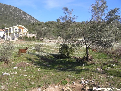 Villa Tuzlabeli a spacious villa with own pool: uzumlu-villa.co.uk