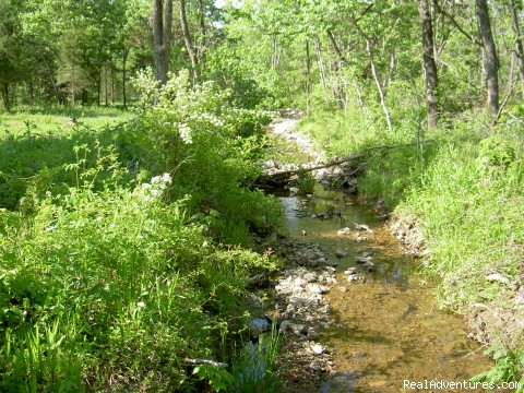 Camping with hunting, ATV's, and horse trails: A Creek on one of The Sites
