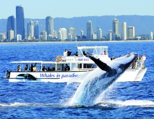 Gold Coast Whale Watching | Gold Coast, Australia | Whale Watching