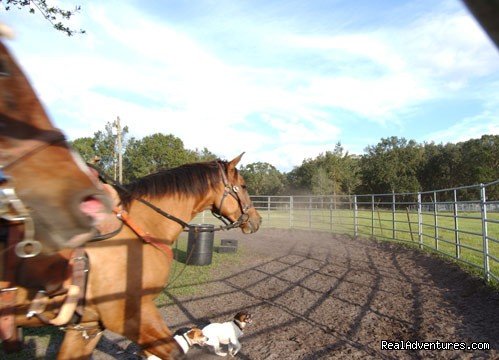 Deep Creek Stables An incredible riding experience | Image #4/8 | 