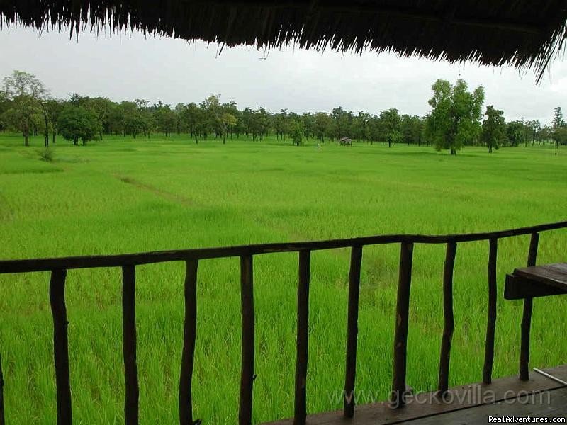 The rice fields | GECKO VILLA - unique experiences of NE Thailand | Image #6/8 | 
