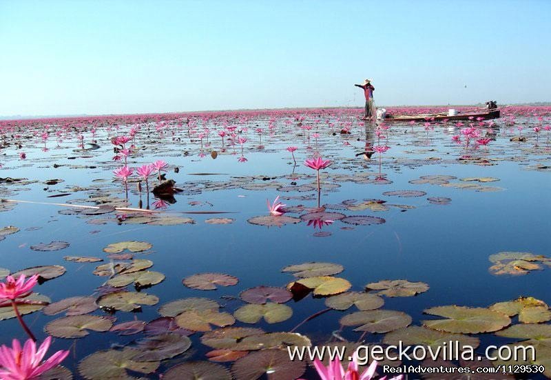 Lotus lake at Gecko Villa | GECKO VILLA - unique experiences of NE Thailand | Image #8/8 | 