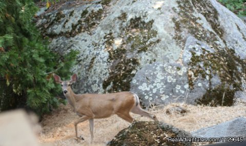Deer 'back yard'