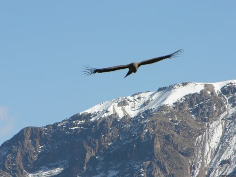 Condors in the Colca Canyon