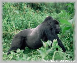Good Host safaris,best deals on Africa's holiday.: gorrilla in bwindi