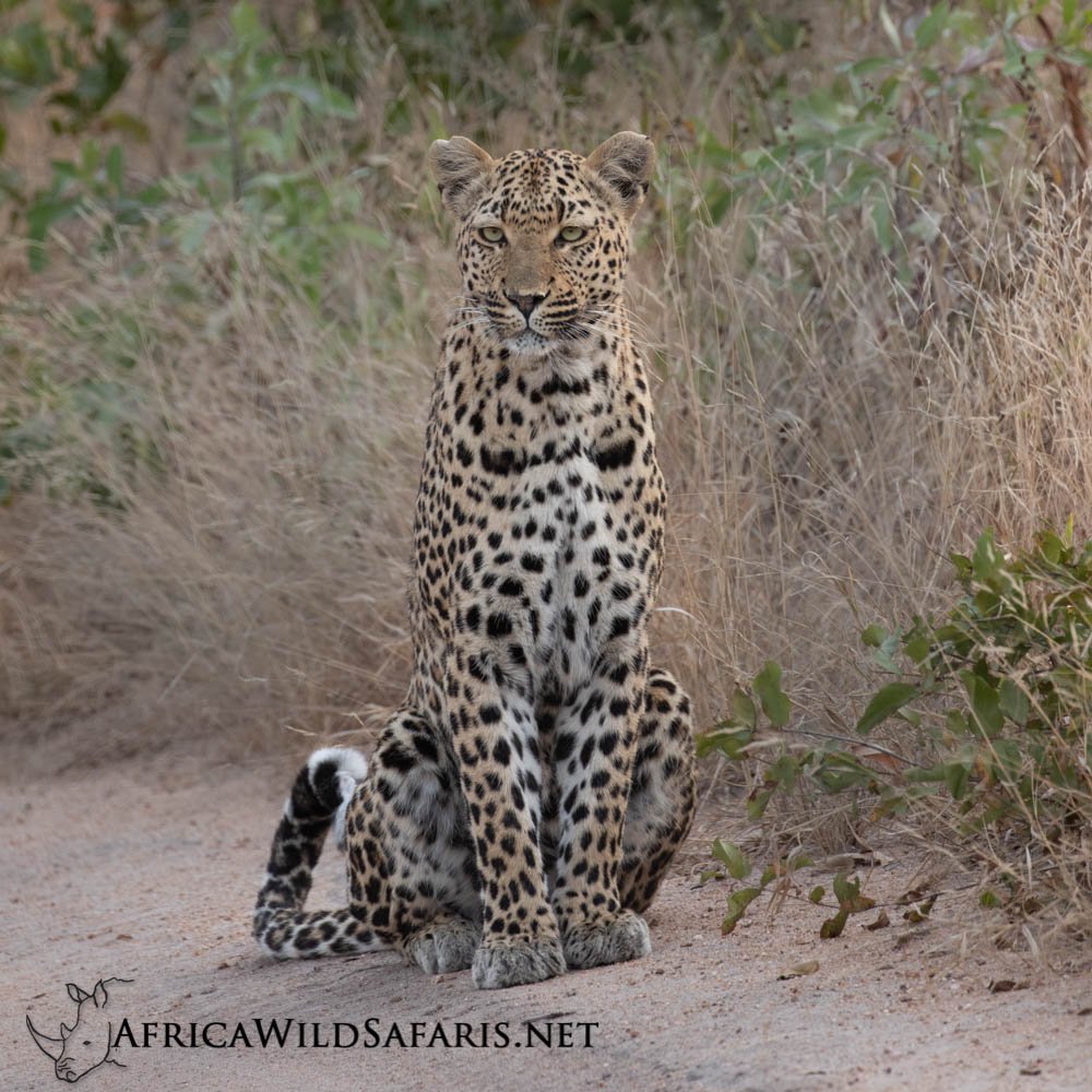 Get To Know The Leopards In Sabi Sands | Unique Small Group Photo Safari in South Africa | Image #7/12 | 