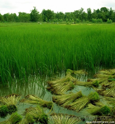 Villa holiday off the beaten track in Thailand: Rice fields at Green Gecko