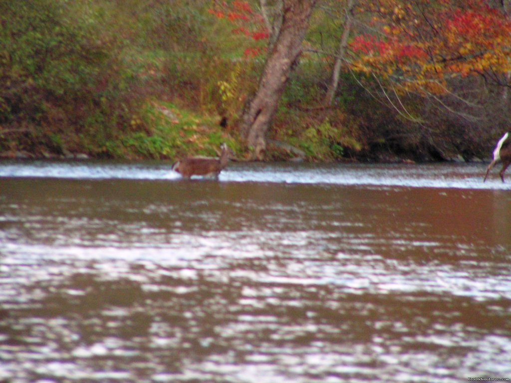 Deer | Have a New River Adventure at RiverGirl Fishing Co | Image #7/17 | 