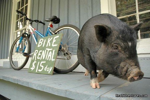 Petunia trying to rent some bikes... :) | Have a New River Adventure at RiverGirl Fishing Co | Image #10/17 | 
