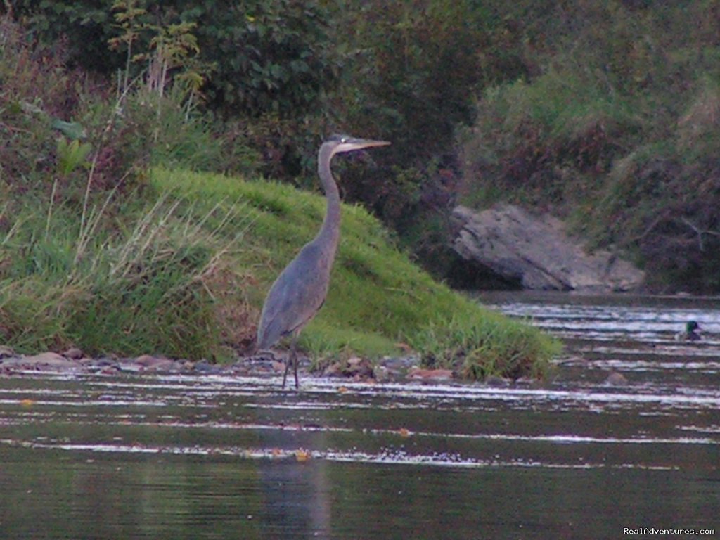 Great Blue Heron | Have a New River Adventure at RiverGirl Fishing Co | Image #12/17 | 