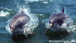Cape May Whale Watcher: Photo #7