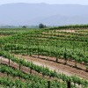 Wine Country Horseback Riding in Temecula CA