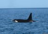 Orcas & Humpback Whales In Costa Rica-Bill Beard | Playa Hermosa, Costa Rica
