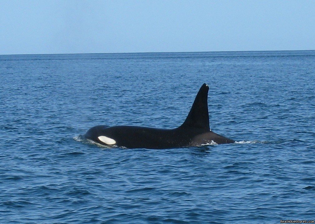 Orca in Costa Rica | Orcas & Humpback Whales In Costa Rica-Bill Beard | Playa Hermosa, Costa Rica | Articles | Image #1/10 | 