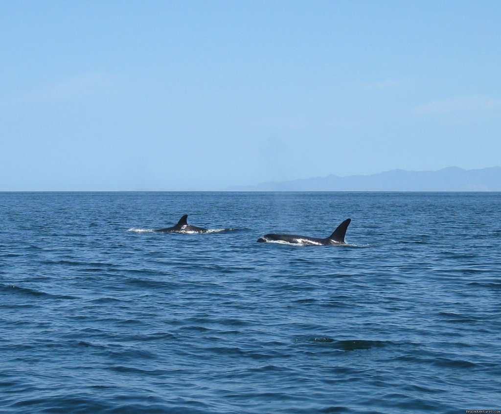 Orcas In Costa Rica | Orcas & Humpback Whales In Costa Rica-Bill Beard | Image #2/10 | 
