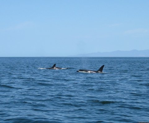 Orcas In Costa Rica