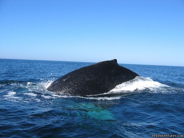 Humpback Whale In Costa Rica | Orcas & Humpback Whales In Costa Rica-Bill Beard | Image #3/10 | 