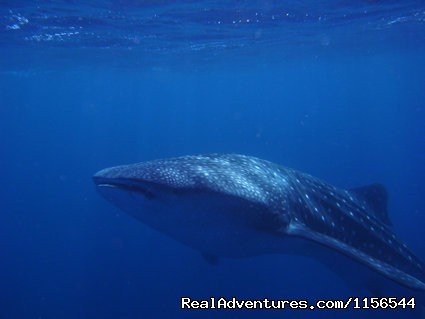 Whale Shark In Costa Rica With Bill Beard's | Orcas & Humpback Whales In Costa Rica-Bill Beard | Image #4/10 | 