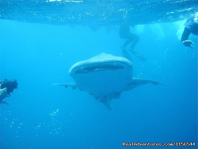 Whale Shark In Gulf Of Papagayo Costa Rica | Orcas & Humpback Whales In Costa Rica-Bill Beard | Image #5/10 | 
