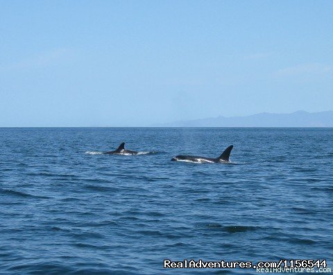 Orcas in Gulf Of Papagayo, Costa Rica | Orcas & Humpback Whales In Costa Rica-Bill Beard | Image #7/10 | 