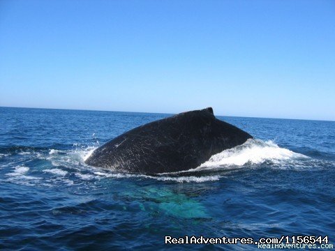 Humpback whale | Orcas & Humpback Whales In Costa Rica-Bill Beard | Image #8/10 | 