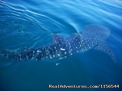 Whale Shark | Orcas & Humpback Whales In Costa Rica-Bill Beard | Image #9/10 | 