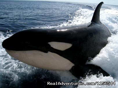 Orca In Wake Of Boat | Orcas & Humpback Whales In Costa Rica-Bill Beard | Image #10/10 | 
