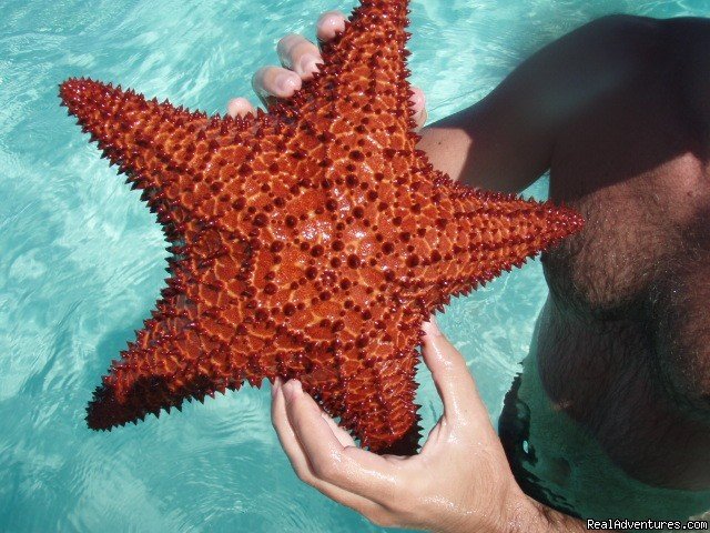 Star Fish from Exuma's Crystal Clear Waters | Exuma Blue-Ocean View  from Jaccuzi Tub in Bedroom | Image #19/20 | 