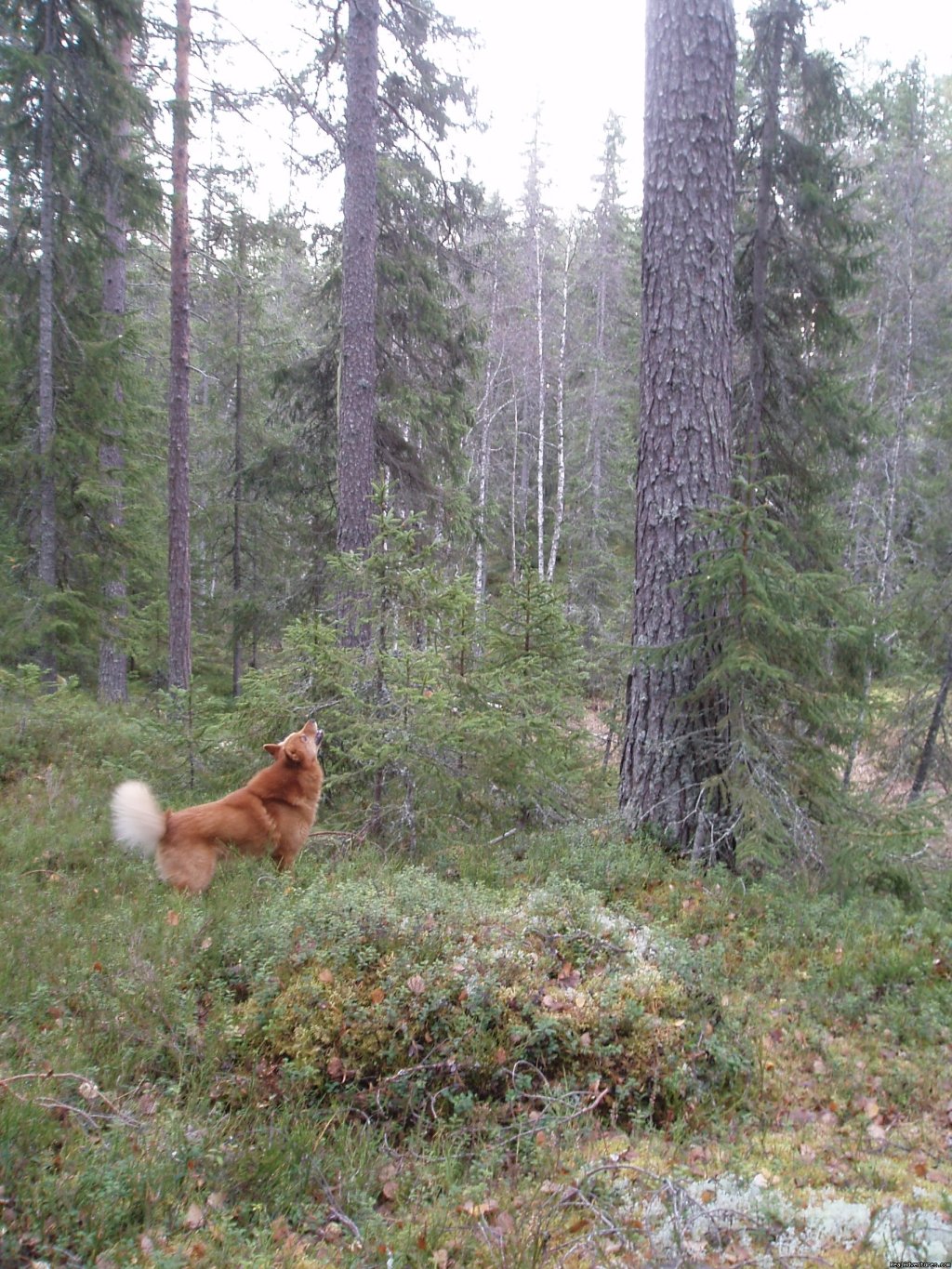 A barking tree dog at work | Hunting and Fishing in Sweden | Image #4/13 | 