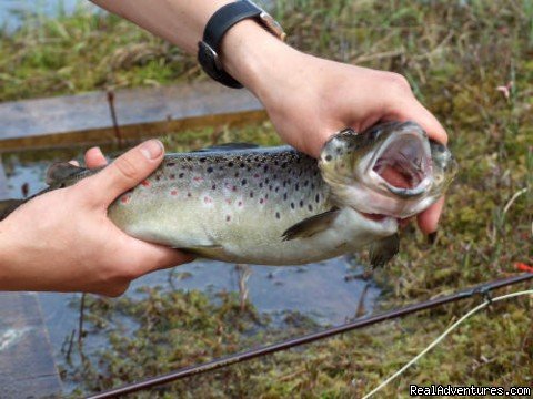 Trout | Hunting and Fishing in Sweden | Image #8/13 | 