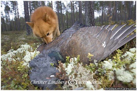 Rex with another capercaillie | Hunting and Fishing in Sweden | Image #10/13 | 