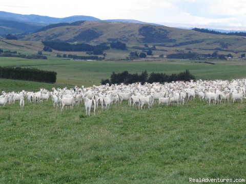 New Zealand's South Island Vacations: Cashmere Goats