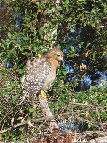 Guided eco river boat tour: Red shoulder hawk