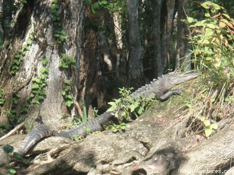 Guided eco river boat tour: Sunning alligator