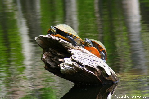 Guided eco river boat tour: Cooter turtles